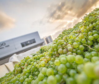 22nd August 2019<br>Il calice di Ebe