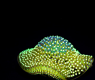 26th February 2018<br>Luxury prêt à porter