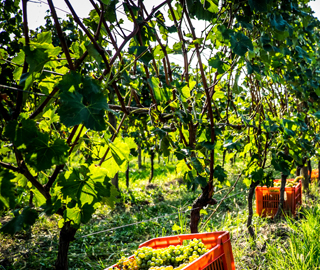 5th March 2019<br>L’invitato Speciale