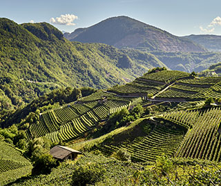 22nd January 2020<br>Eventi DOP