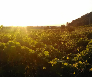 9th May 2019<br>L’Angolo del gusto en rose