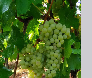 4th May 2019<br>Goloso e curioso