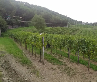 7th May 2019<br>Sapori News