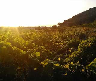 20th January 2019<br>Italia del Vino