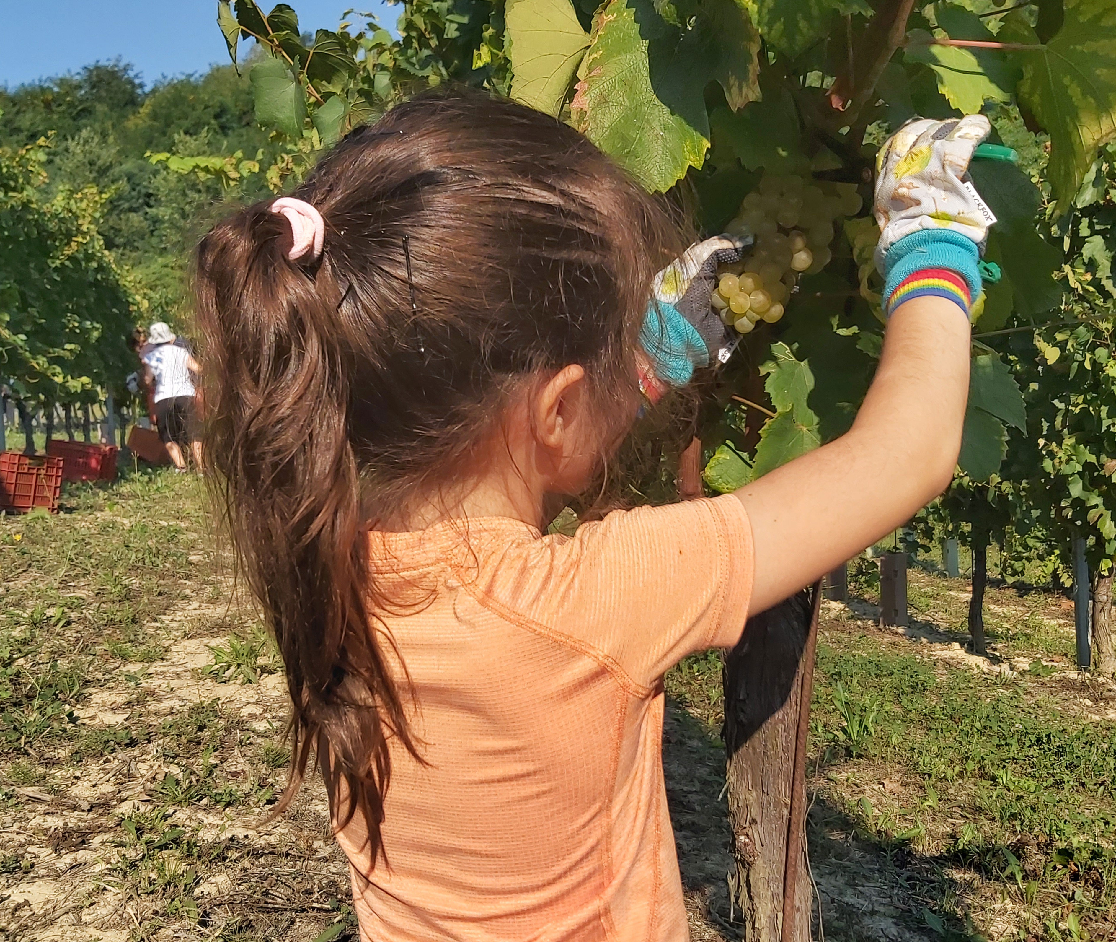 January 2021<br>Vino Lab