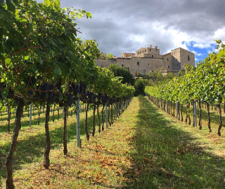 10th September 2020<br>Corriere del Vino