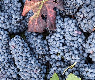 23rd September 2020<br>Italy from Italy