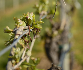 8th September 2020<br>L’angolo del gusto en rose