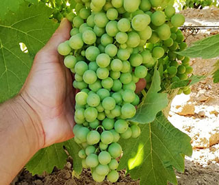 24th September 2020<br>Sapori News.com