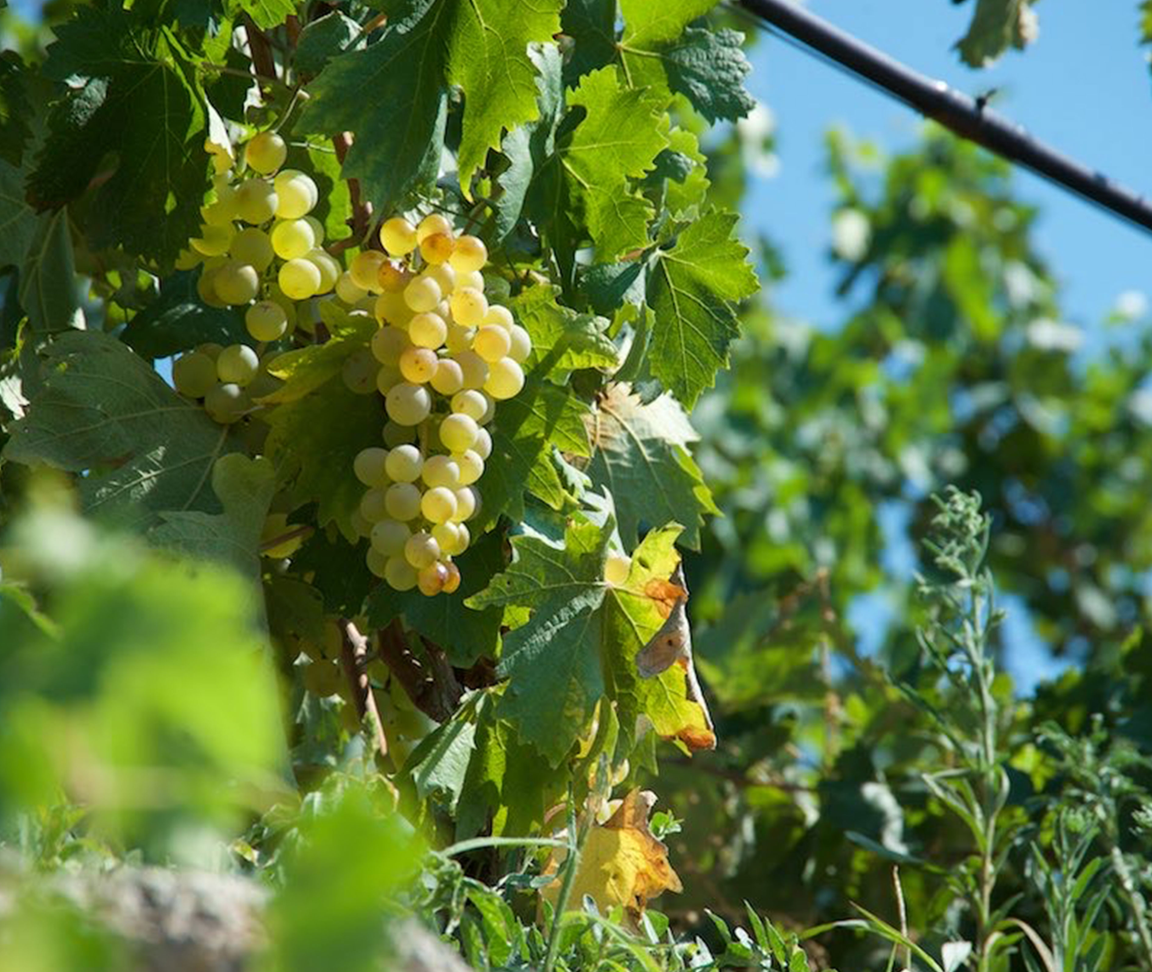 7th October 2020<br>Vinix