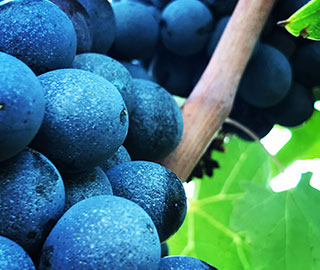 15th November 2020<br>La Gazzetta del Gusto