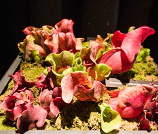 4th March 2020<br>TheAuburnGirl