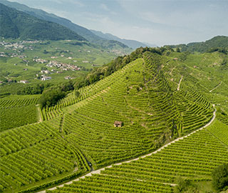 19th January 2021<br>CarpeVinum